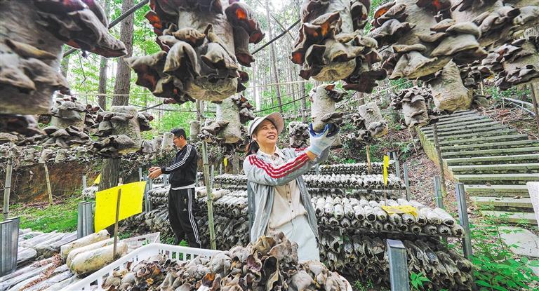 发展产业调研】林下生金不朽情缘网站【高质